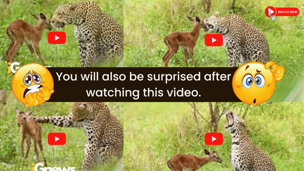 Leopard did such a thing that you will be shocked